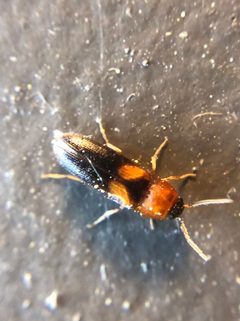 Ampedus areolatus by (c) Jared Shorma, some rights reserved (CC BY), uploaded by Jared Shorma. Used under a CC-BY license.