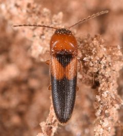 Ampedus areolatus by (c) skitterbug, some rights reserved (CC BY), uploaded by skitterbug. Used under a CC-BY license.