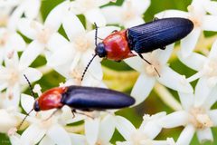 Ampedus collaris by (c) Ken-ichi Ueda, some rights reserved (CC BY), uploaded by Ken-ichi Ueda. Used under a CC-BY license.