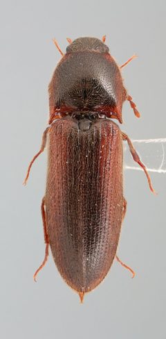 Ampedus fusculus by no rights reserved, uploaded by Nick Bédard. Used under a CC0 license.