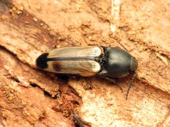 Ampedus linteus by (c) Katja Schulz, some rights reserved (CC BY). Used under a CC-BY license.