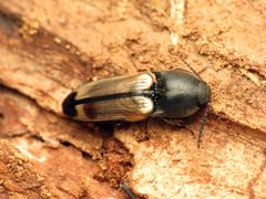 Ampedus linteus by (c) Katja Schulz, some rights reserved (CC BY). Used under a CC-BY license.