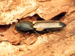 Ampedus linteus by (c) Katja Schulz, some rights reserved (CC BY). Used under a CC-BY license.
