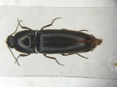 Ampedus melanotoides by no rights reserved, uploaded by Nick Bédard. Used under a CC0 license.