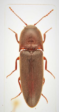 Ampedus melanotoides by no rights reserved, uploaded by Nick Bédard. Used under a CC0 license.