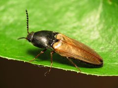 Ampedus nigricollis by (c) Katja Schulz, some rights reserved (CC BY). Used under a CC-BY license.