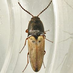 Ampedus nigricollis by (c) Bill Keim, some rights reserved (CC BY). Used under a CC-BY license.