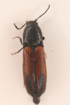 Ampedus occidentalis by (c) Trevor Van Loon, some rights reserved (CC BY), uploaded by Trevor Van Loon. Used under a CC-BY license.
