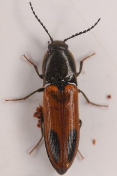 Ampedus occidentalis by (c) Trevor Van Loon, some rights reserved (CC BY), uploaded by Trevor Van Loon. Used under a CC-BY license.