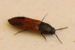 Ampedus occidentalis by no rights reserved. Used under a CC0 license.