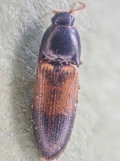 Ampedus pullus by (c) Trevor Van Loon, some rights reserved (CC BY), uploaded by Trevor Van Loon. Used under a CC-BY license.