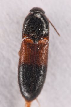 Ampedus pullus by (c) Trevor Van Loon, some rights reserved (CC BY), uploaded by Trevor Van Loon. Used under a CC-BY license.