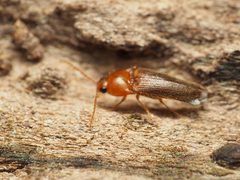 Ampedus pusio by (c) Katja Schulz, some rights reserved (CC BY), uploaded by Katja Schulz. Used under a CC-BY license.