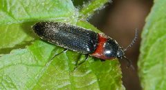 Ampedus rubricus by (c) Dawn Nelson, some rights reserved (CC BY), uploaded by Dawn Nelson. Used under a CC-BY license.