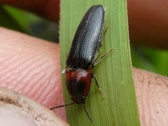 Ampedus rubricus by no rights reserved, uploaded by Bruce Cook. Used under a CC0 license.