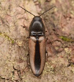 Ampedus sayi by (c) skitterbug, some rights reserved (CC BY), uploaded by skitterbug. Used under a CC-BY license.
