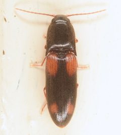 Anchastus binus by (c) skitterbug, some rights reserved (CC BY), uploaded by skitterbug. Used under a CC-BY license.