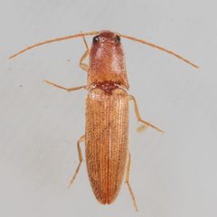 Anchastus fumicollis by (c) Victor Engel, some rights reserved (CC BY), uploaded by Victor Engel. Used under a CC-BY license.