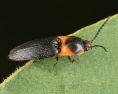 Anchastus signaticollis by (c) skitterbug, some rights reserved (CC BY), uploaded by skitterbug. Used under a CC-BY license.