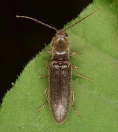 Athous brightwelli by (c) skitterbug, some rights reserved (CC BY), uploaded by skitterbug. Used under a CC-BY license.