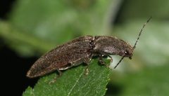 Athous haemorrhoidalis by (c) portioid, some rights reserved (CC BY), uploaded by portioid. Used under a CC-BY license.