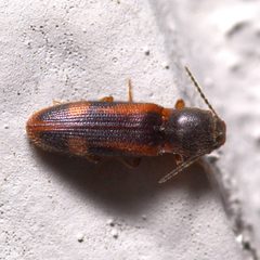 Athous ornatipennis by (c) Nick Abbate, some rights reserved (CC BY), uploaded by Nick Abbate. Used under a CC-BY license.