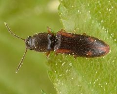 Athous ornatipennis by (c) skitterbug, some rights reserved (CC BY), uploaded by skitterbug. Used under a CC-BY license.