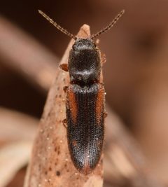 Athous ornatipennis by (c) skitterbug, some rights reserved (CC BY), uploaded by skitterbug. Used under a CC-BY license.