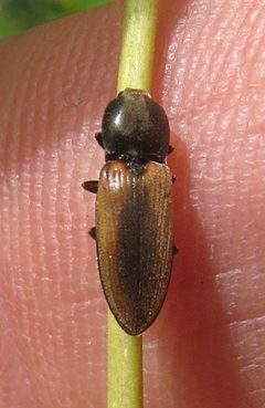 Cardiophorus edwardsi by (c) Garth Harwood, some rights reserved (CC BY), uploaded by Garth Harwood. Used under a CC-BY license.