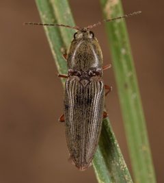 Cardiophorus convexus by (c) skitterbug, some rights reserved (CC BY), uploaded by skitterbug. Used under a CC-BY license.