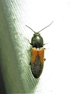 Cardiophorus togatus by (c) Annika Lindqvist, some rights reserved (CC BY), uploaded by Annika Lindqvist. Used under a CC-BY license.