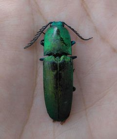 Chalcolepidius smaragdinus by (c) Kevin Reynaga, some rights reserved (CC BY), uploaded by Kevin Reynaga. Used under a CC-BY license.