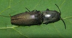 Chalcolepidius viridipilis by (c) Gordon C. Snelling, some rights reserved (CC BY), uploaded by Gordon C. Snelling. Used under a CC-BY license.