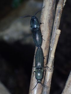 Chalcolepidius viridipilis by (c) John P Friel, some rights reserved (CC BY), uploaded by John P Friel. Used under a CC-BY license.