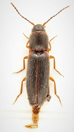 Dalopius vagus by no rights reserved, uploaded by Nick Bédard. Used under a CC0 license.