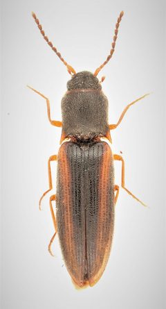 Dalopius vernus by no rights reserved, uploaded by Nick Bédard. Used under a CC0 license.
