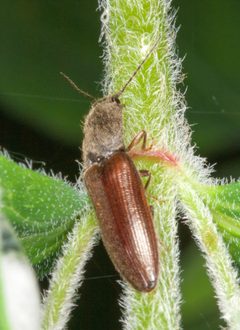 Athous by (c) Drepanostoma, some rights reserved (CC BY), uploaded by Drepanostoma. Used under a CC-BY license.
