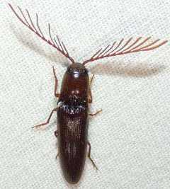Dicrepidius palmatus by no rights reserved, uploaded by kcthetc1. Used under a CC0 license.