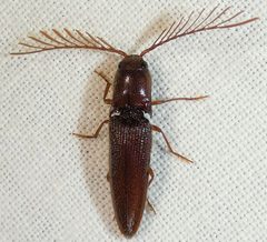 Dicrepidius palmatus by no rights reserved, uploaded by kcthetc1. Used under a CC0 license.