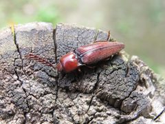 Dicrepidius ramicornis by (c) Diogo Luiz, some rights reserved (CC BY), uploaded by Diogo Luiz. Used under a CC-BY license.
