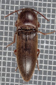 Diplostethus texanus by (c) Victor Engel, some rights reserved (CC BY), uploaded by Victor Engel. Used under a CC-BY license.