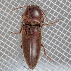 Diplostethus texanus by (c) Victor Engel, some rights reserved (CC BY), uploaded by Victor Engel. Used under a CC-BY license.