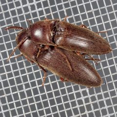 Diplostethus texanus by (c) Victor Engel, some rights reserved (CC BY), uploaded by Victor Engel. Used under a CC-BY license.