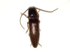 Dipropus schwarzi by (c) Arturo Santos, some rights reserved (CC BY), uploaded by Arturo Santos. Used under a CC-BY license.
