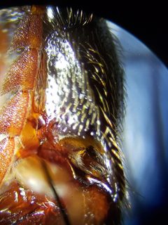 Dipropus schwarzi by (c) Arturo Santos, some rights reserved (CC BY), uploaded by Arturo Santos. Used under a CC-BY license.