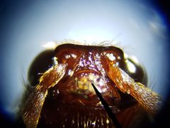 Dipropus schwarzi by (c) Arturo Santos, some rights reserved (CC BY), uploaded by Arturo Santos. Used under a CC-BY license.