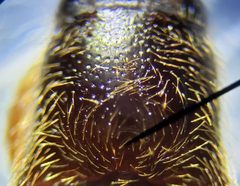 Dipropus schwarzi by (c) Arturo Santos, some rights reserved (CC BY), uploaded by Arturo Santos. Used under a CC-BY license.