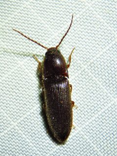 Dipropus soleatus by (c) Annika Lindqvist, some rights reserved (CC BY), uploaded by Annika Lindqvist. Used under a CC-BY license.