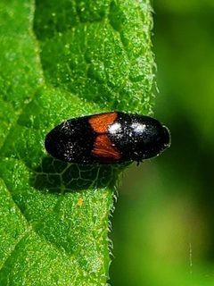 Drapetes exstriatus by (c) Will Kuhn, some rights reserved (CC BY), uploaded by Will Kuhn. Used under a CC-BY license.