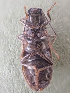 Eanus decoratus by (c) Trevor Van Loon, some rights reserved (CC BY), uploaded by Trevor Van Loon. Used under a CC-BY license.